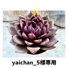 札付き❤️大苗✨コロラータ✕魅惑の月✨ ❇︎ #多肉植物 もう、二回り小さかったら可愛いのに。 #交配苗