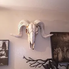 【希少品・美品】羊　角　ハンティングトロフィー　スカルヘッド　頭骨 希少品・美品】羊 角 ハンティングトロフィー スカルヘッド 頭骨