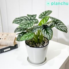 MS145 20株セット アロカシア シルバードラゴン - メルカリ