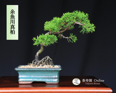 糸魚川真柏 小品盆栽【泰寿園 Online】 現品 一点物 真柏 松柏 松 初心者 室内 鑑賞 趣味 卓上盆栽 盆栽鉢 グリーン 和 ギフト プレゼント 贈答品 ミニ盆栽 誕生日 母の日 父の日 敬老の日 記念日 お祝い 優良葉性 インテリア