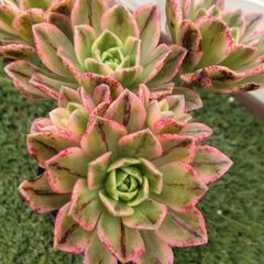 多肉植物アエオニウム属グリーンティー