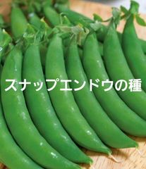 ＜野菜の種＞３０粒　スナップエンドウ　ヘルシースナップ　つるあり