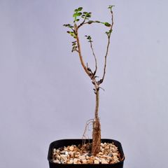 3P4 実生 オペルクリカリア デカリー コーデックス 塊根植物 オペルクリカリアデカリー
