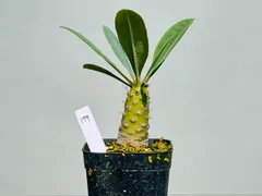 パキポディオイデス　現地球　発根済み euphorbia pachypodioides《M size 》※現地球発根後店主国内管理