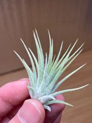 【ネコポス】チランジア イオナンタ エメラルドフォレスト Tillandsia ionantha Emerald Forest キンクマ農園☆T0108
