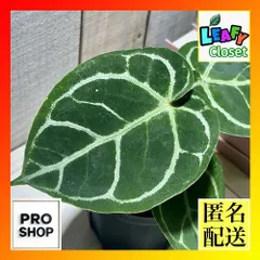 2025年最新】アンス ドラヤキの人気アイテム - メルカリ