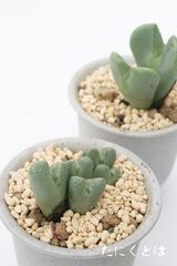 王宮殿 2頭 コノフィツム Mサイズ5.5ｃｍポット 極小型 足袋型 昼咲種 淡紫花 Conophytum occultum 多肉植物 多肉永遠