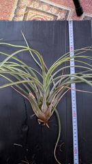lepanthopsis astrophora x hitzil レパンテス南米 - メルカリ