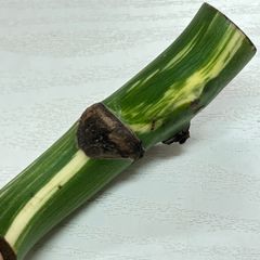 【極太美茎、成功率の高い緑勝ち】モンステラ  ホワイトタイガー  #874  /  斑入り  観葉植物