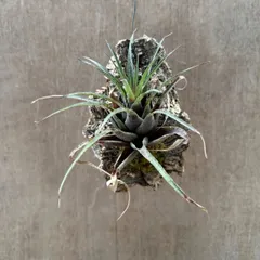 フリーセア アビゲイルジーン