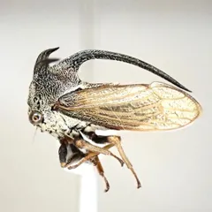 2025年最新】ツノゼミの人気アイテム - メルカリ