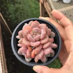 多肉植物 ♡アリエル 古株 大苗♡綴化開始？？ 多肉植物 ♡アリエル 古株 大苗♡綴化開始？？ - メルカリ