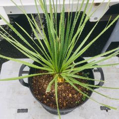 【高騰品種・在庫ラストワン】ユッカ ダシリリオン hyb 特選 Yucca Dasylirion hyb
