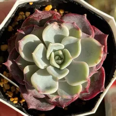 2025年最新】キスミー多肉植物の人気アイテム - メルカリ