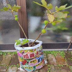 メルカリShops - GRISE DE SAINT JEAN イチジク 苗 大サイズ