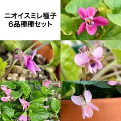 【専用出品】ニオイスミレ 種子6種 苗2種