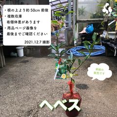 果樹★ヘベス