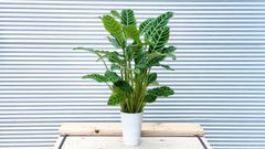 【観葉植物】ボリューム満点！カラテア　ゼブリナ　5号鉢