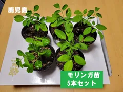 2025年最新】モリンガ苗の人気アイテム - メルカリ