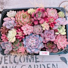 多肉植物 寄せ植えset♡1255