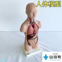 人体解剖模型（トルソー型）　３Bサイエンティフィック　【ymk-012】