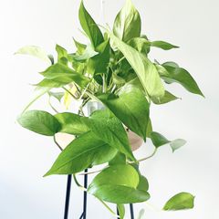 ハンギングプランツ ハンギングプランツ