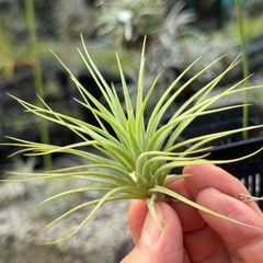 チランジア イオナンタ ファットボーイ Tillandsia ionantha Fat Boy＊エアプランツ＠フラワーショップ江口