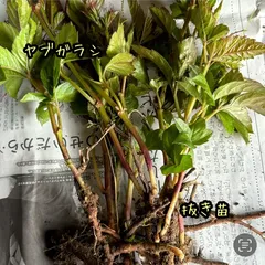 ヤブガラシ ヤブカラシ 抜き苗 5苗 亀のエサ カメ リクガメのサムネイル