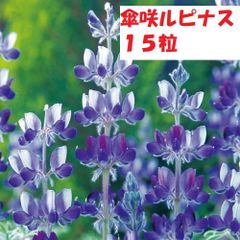【花の種】傘咲ルピナス　傘葉ルピナス　大輪に紫色　ブルー　１５粒