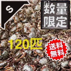 冷凍マツバ貝300個　石鯛　黒鯛　釣り餌　カサガイ　ジンガサ 冷凍マツバ貝50個 ジンガサ 釣り餌 石鯛 黒鯛 - メルカリ