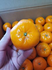 【激甘】愛媛県産はれひめ 3kg+α