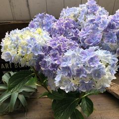 ポットごと　万華鏡♡希少なアジサイ♡豪華な花♡大苗