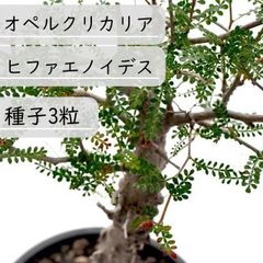 【種子】オペルクリカリア・ヒファエノイデス　種子3粒