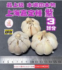 優しい製法嘉定種　上海嘉定種紫　各3球分　中国にんにくの最高峰かも　バラして　にんにくひめ