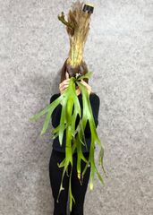 A9 ▽P.willinckii Wild Java▽ ジャワ島産　ウィリンキー　ワイルド【PLANET】ビカクシダ