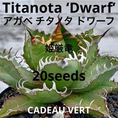 Agave parryi couesii アガベパリーコウエシー種子20粒 - メルカリ