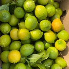 訳あり　愛媛県産　島育ち　栽培期間中農薬不使用　新鮮　国産レモン　2kg 箱込み