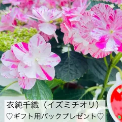 2025年最新】アジサイ衣純千織の人気アイテム - メルカリ 2025年最新】アジサイ衣純千織の人気アイテム - メルカリ