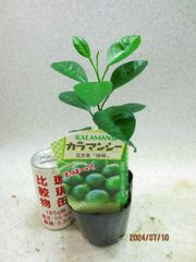 カラマンシー 抜き苗発送＊画像見本品＊画像全高：25㎝＊定形外郵便発送：送料無料※鉢無/用土(根鉢)無