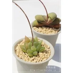 雪の華 ハオルチア 2寸ポット ススキノ科 珍しい多肉植物