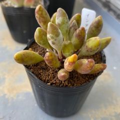 速達＊多肉植物 抜き苗 アドロミスクス インディアンクラブ