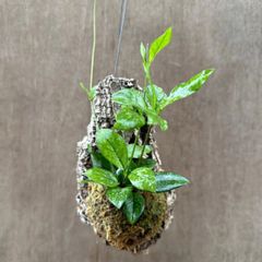 ホヤ クラッシペティオラータ  スプラッシュ コルク付け 現品 Hoya crassipetiolata splash サクララン 桜蘭  観葉植物 観葉 植物 珍奇植物 珍奇 珍しい レア 希少 つる性植物 つる性 ハンギング 花 グリーン プレゼント