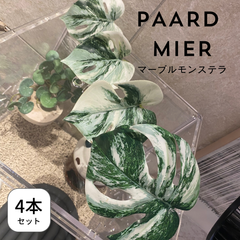❄︎マーブルモンステラ❄︎ 4本セット 爬虫類・両生類用レイアウト