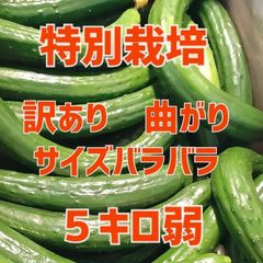 美味しいきゅうり5キロ弱！特別栽培！サイズバラバラで曲がりの朝採りきゅうり！　野菜ソムリエサミット銀賞受賞　農家直送　減農薬　有機肥料　曲がり　訳あり　5kg