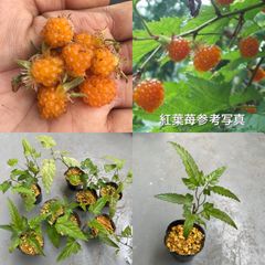 ⭐️レア苗入荷⭐️中葉紅葉苺苗1鉢⭐️最高峰美味しい木苺のレア種⭐️ なかばもみじいちご　ナカバモミジイチゴ