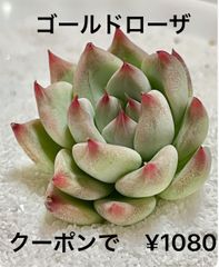 ゴールドローザ 多肉植物 多肉 爪 エケベリア 韓国苗