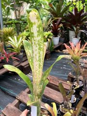 ビルベルギア シャビーシック Billbergia 'Shabby Chic'　キンクマ農園☆B00014