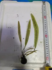 【中古品】ADA BOOKMARKER LACE PLANT 中古品】ADA BOOKMARKER LACE PLANT