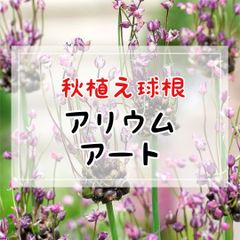 【球根】アリウム・アート／4球入（ラベル1枚付き）