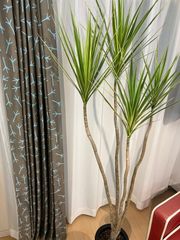 コンシンネ ホワイトボリー A25 株立樹形 観葉植物 インテリア 現物販売